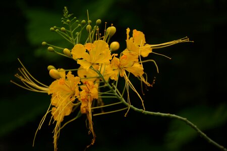 Rainyseason flower nature