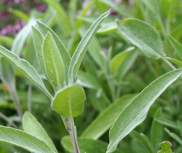 Health garden plant tea