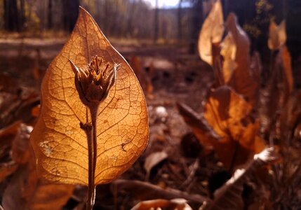 Dry autumn husk