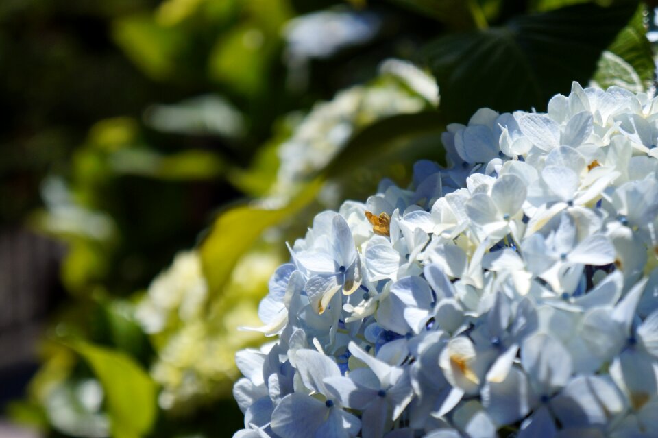 Summer sunny celeste