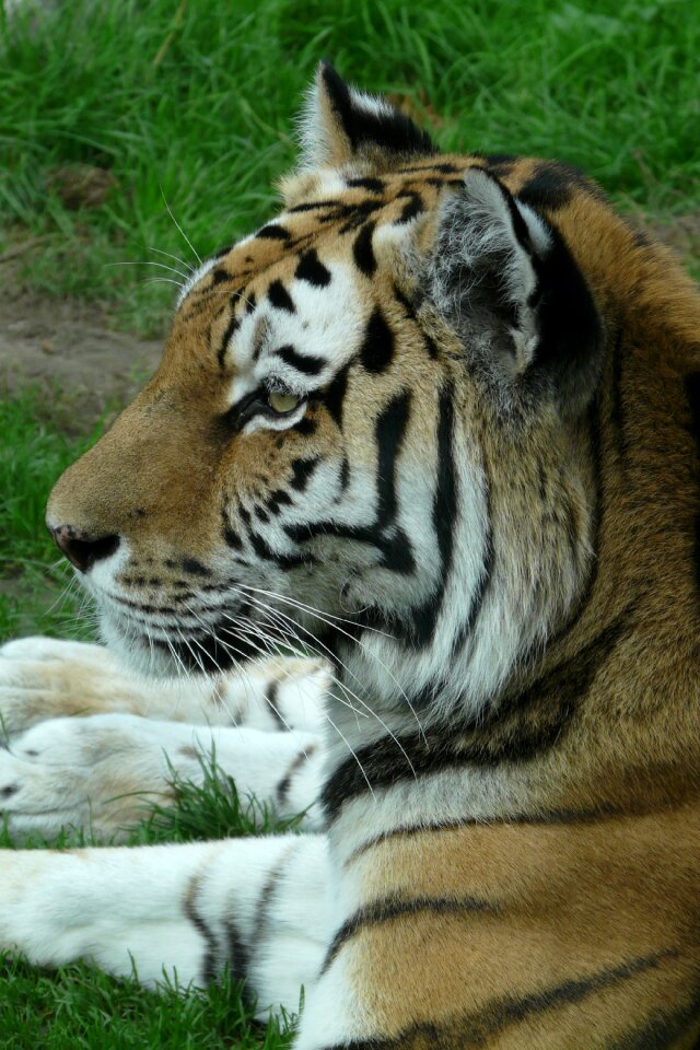 Tiger zoo animal world