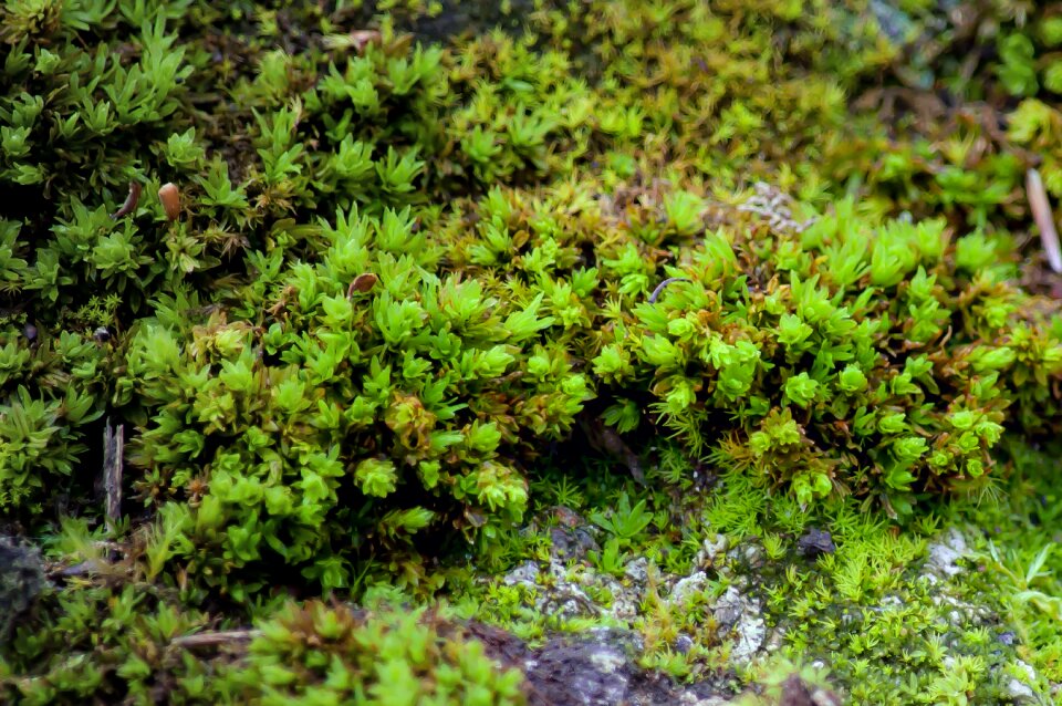 Nature autumn green