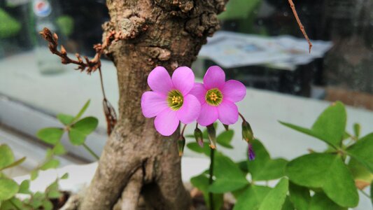 Flower trebol beautiful