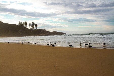Beach mar birds