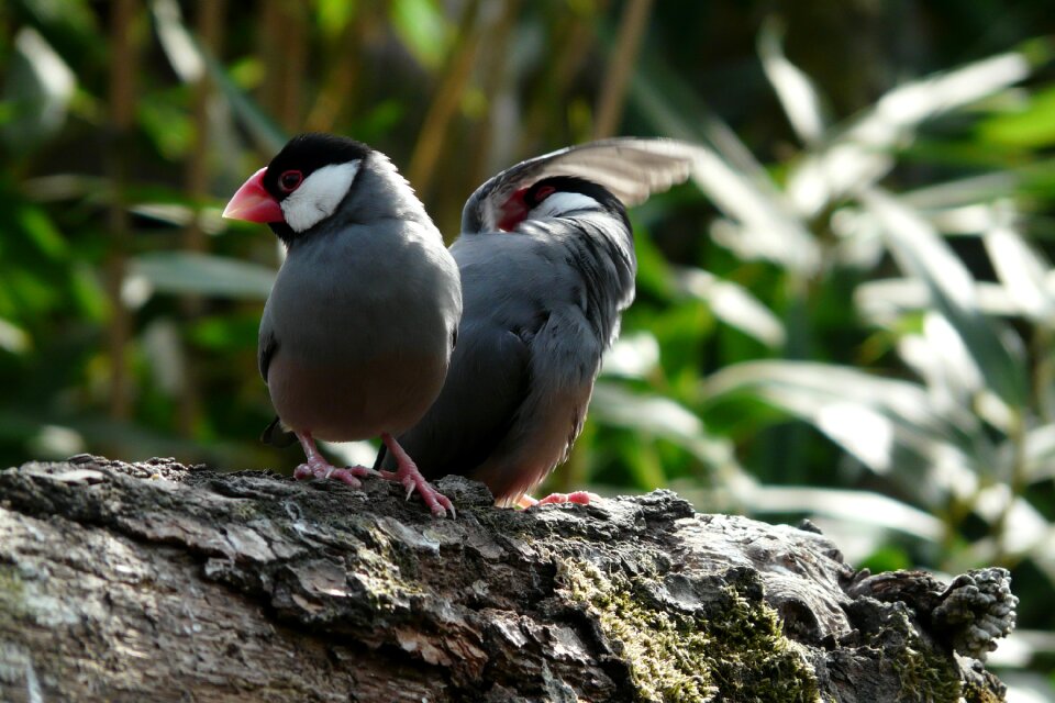 Birds zoo animal world