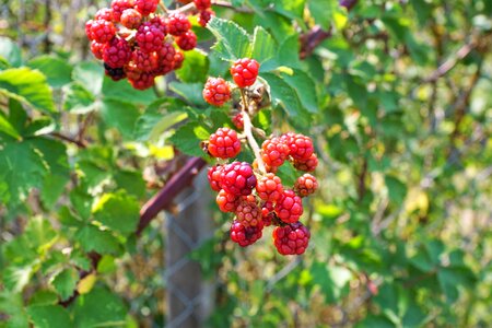 Fruit delicious sweet