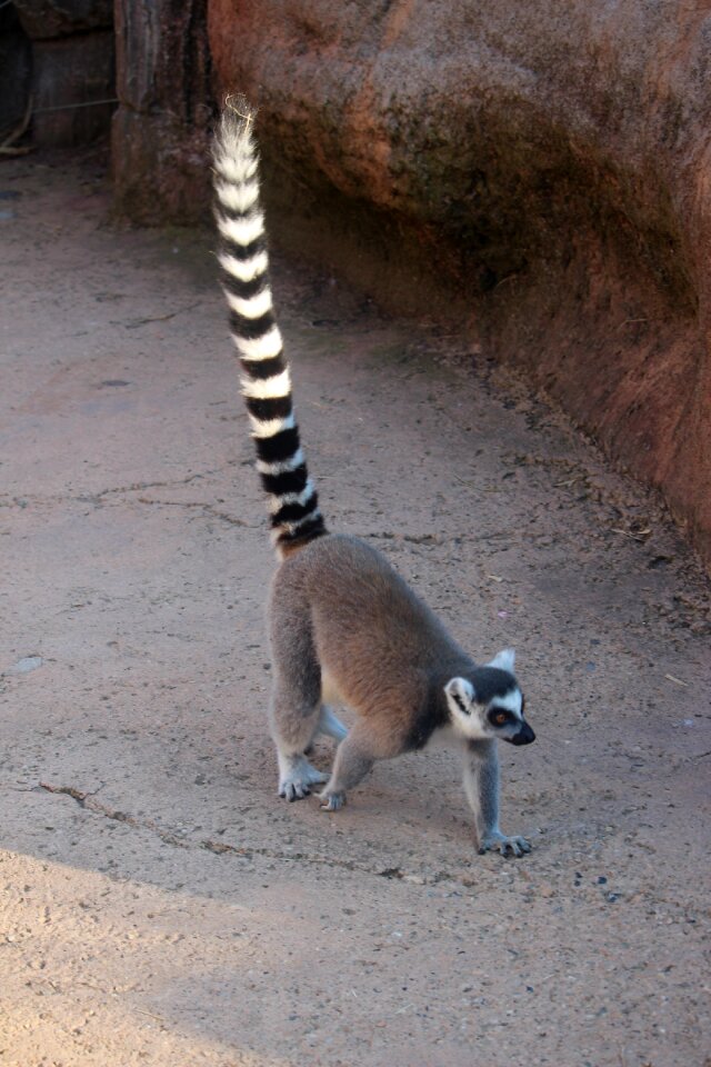 Zoo animal mammal