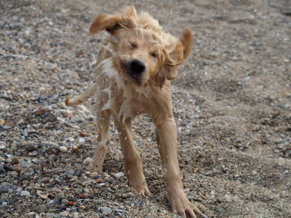 Animal play beach