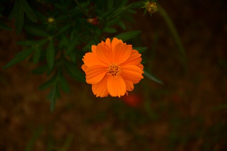 Flower blossom outdoor