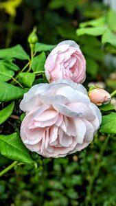 Bloom romance flora