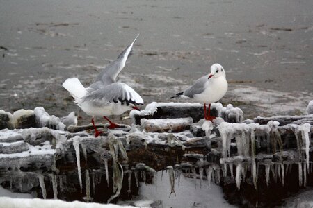 Nature plumage animals