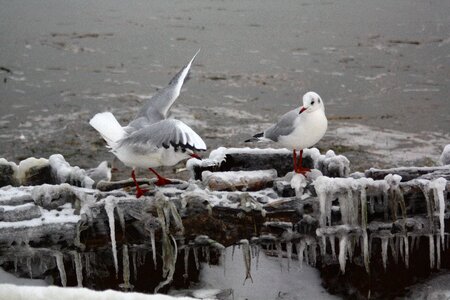 Nature plumage animals photo