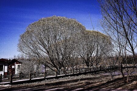 Tree plant vitality