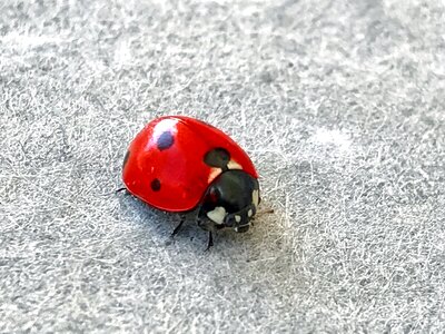 Alifaki insect red