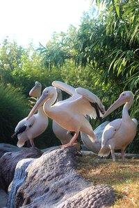 Zoo animal pelicans