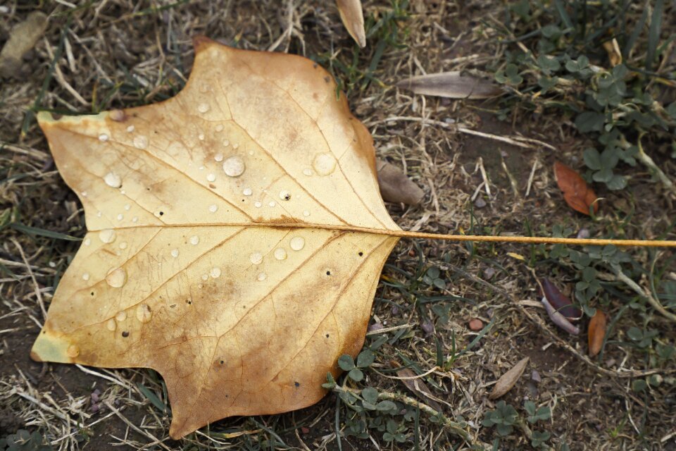 Leaves fall foliage maple