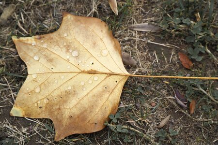 Leaves fall foliage maple photo