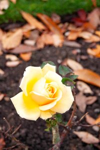 Bloom romantic plant