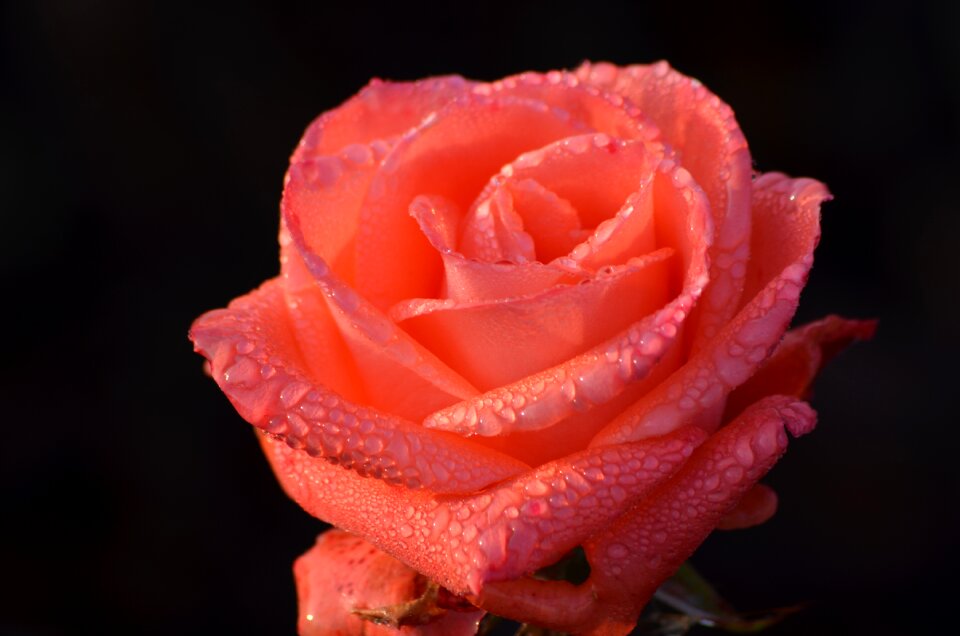Nature love the petals