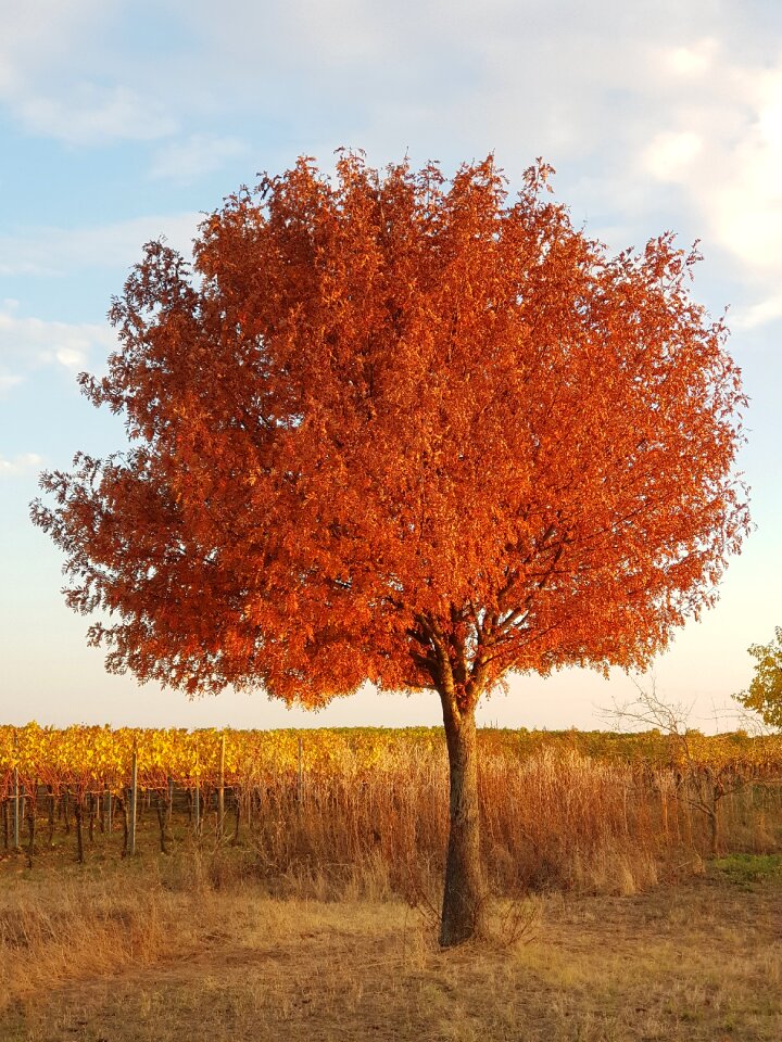 Fall foliage autumn nature