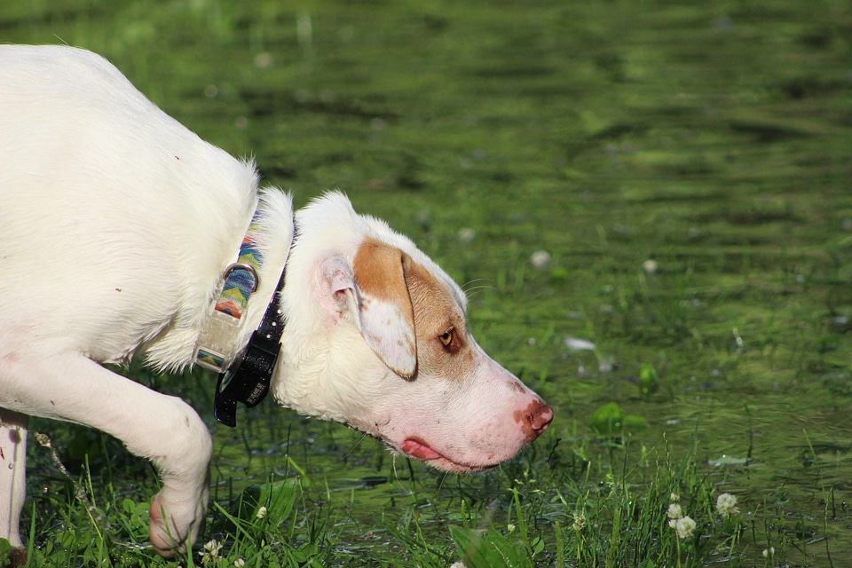 Animal outdoors sniffing