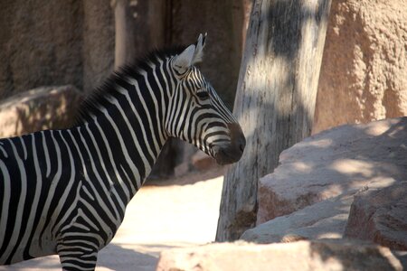 Africa animal mammal