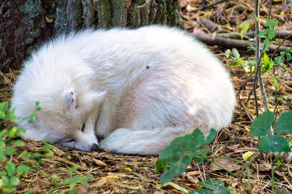 Snow fox zoo nature