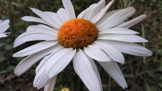 Flower nature beautiful