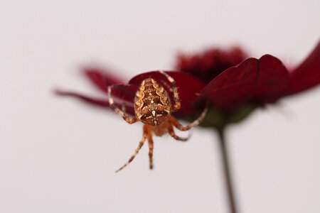 Close up macro garden spider photo