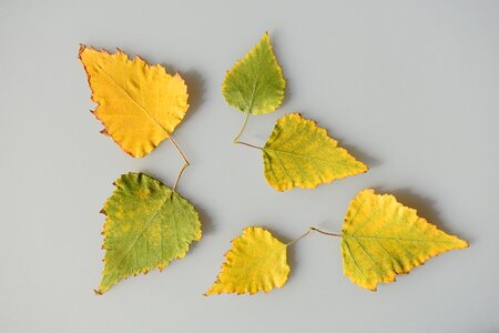 Green multi colored autumn