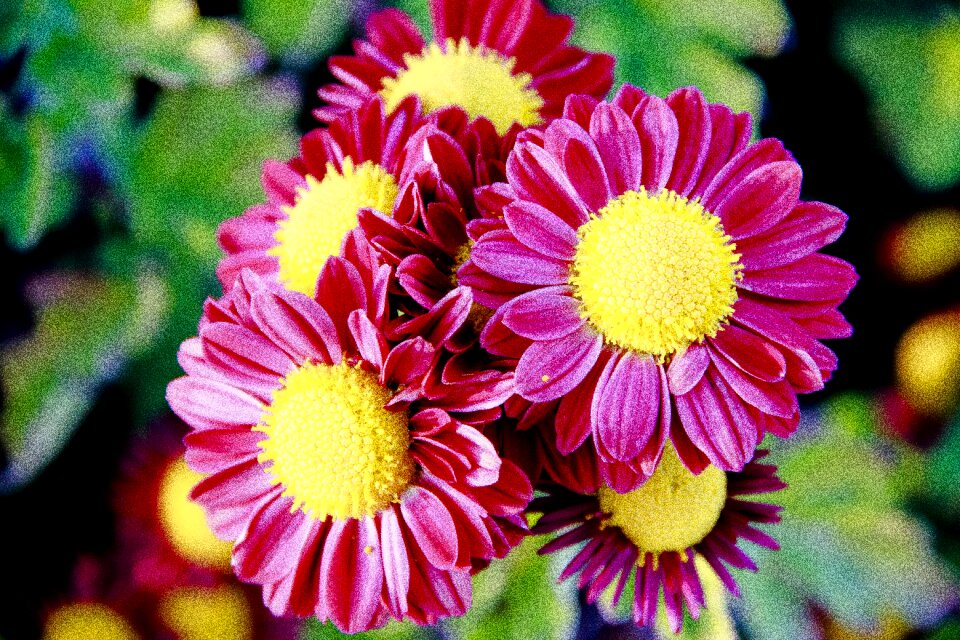 Flowers bloom nature