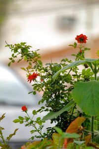 Green plant natural