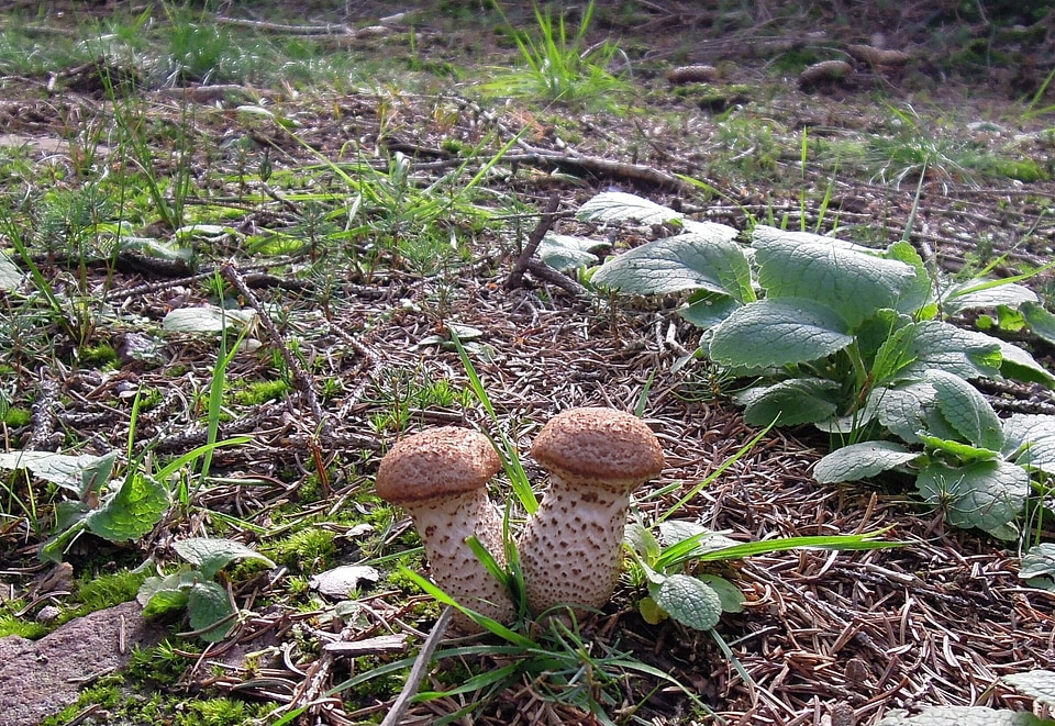 Forest floor ground pair