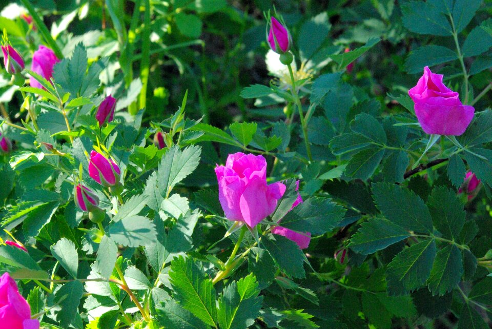 Wyoming blossoms pink photo