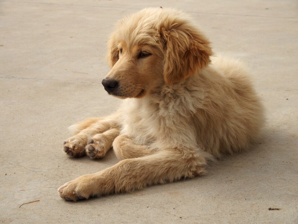 Animal furry sweet