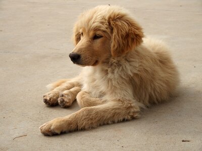 Animal furry sweet