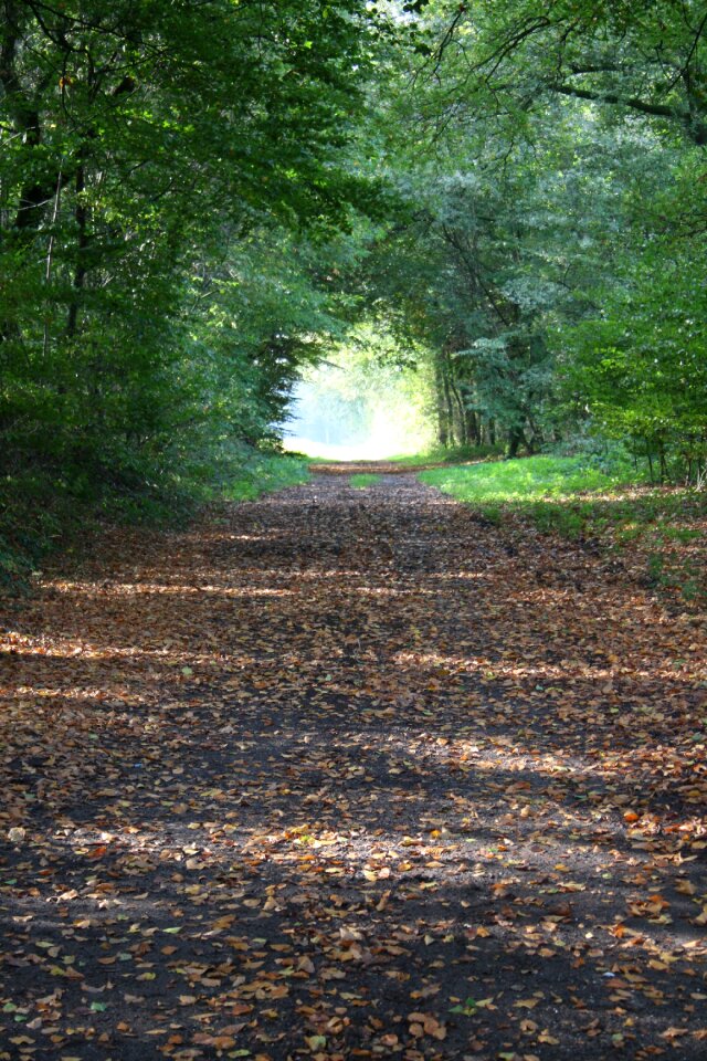 Autumn leaves light and shadow