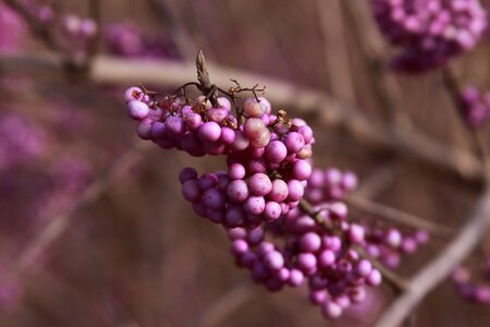 Purple garden spring photo