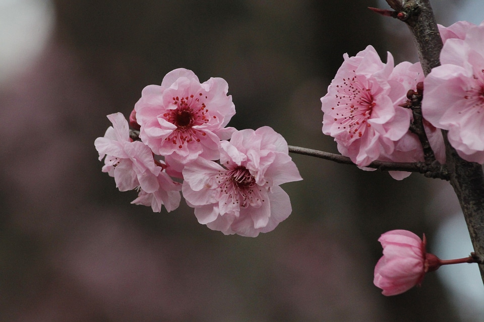 Flower tree pink