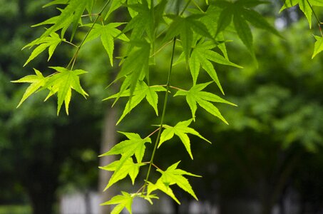 Maple green backlighting