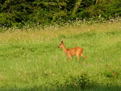 Deer wild field