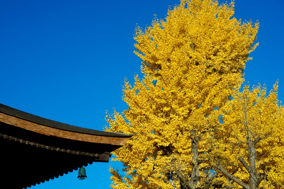 Temple gingko tree autumn