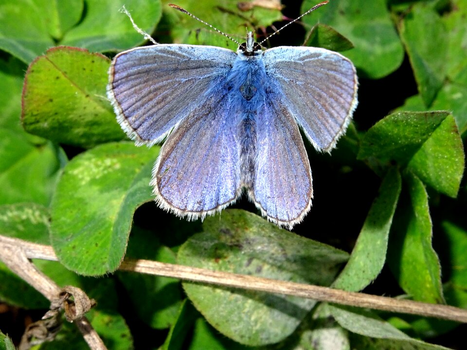 Insect butterflies close up