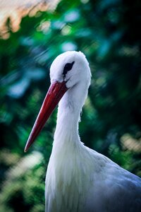 Wildlife head feathers photo