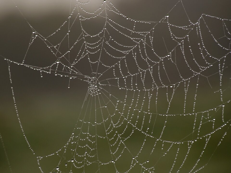 Drops nature