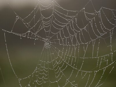 Drops nature