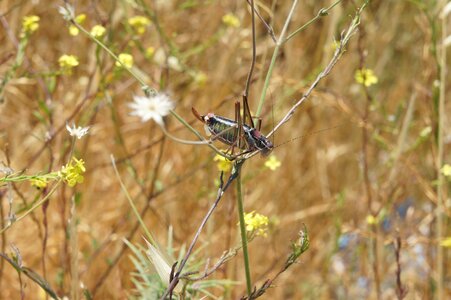 Grass insect grasshopper