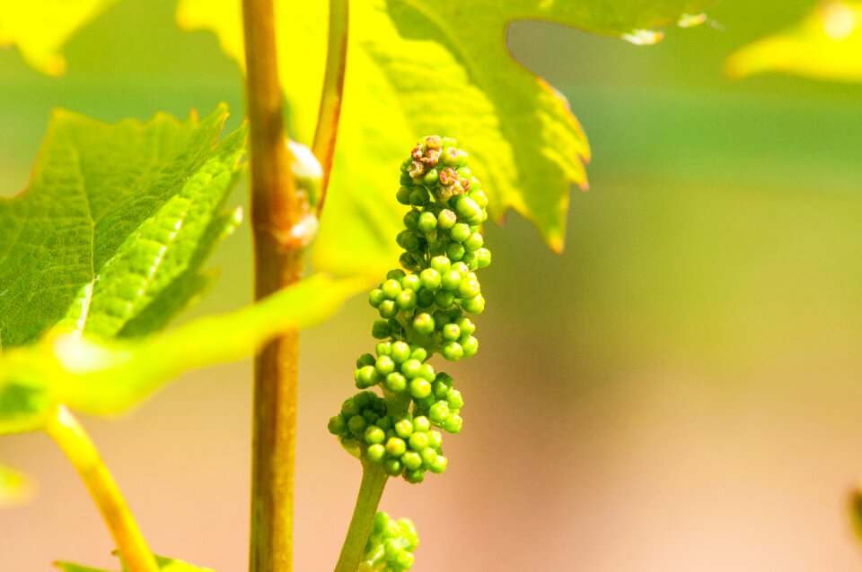Winegrowing fruit macro