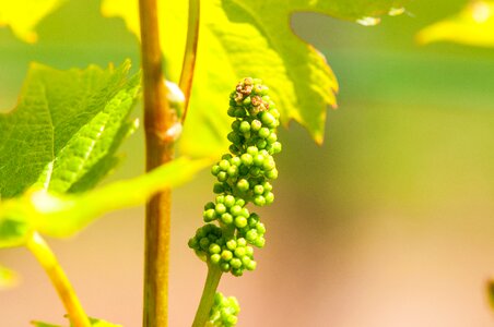 Winegrowing fruit macro photo