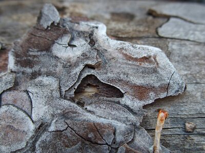 Nature log texture photo